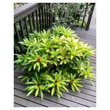 PFG016 Large Bromiliad Plant In Ceramic Planter