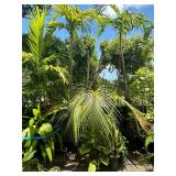 PFG018 - Palm Tree, High Plateau Palm, Dracaena, And Other Potted Plants 