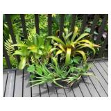 PFG019 Bromeliad & Aloe Plants