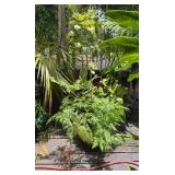 PFG020 Philodendron, Bamboo, Palm Tree, And Assorted Plants 