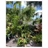 PFG023 - Palm Tree, Bromelia, Bamboo, And Other Potted Plants 