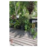 PFG024 Tea Leaf, Philodendron, Song Of India, Assorted Plants 