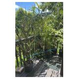 PFG027 - Ming Aralia, Philadendrin, Pemba Palm, And Other Potted Plants 