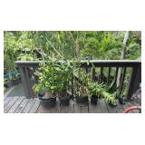 PFG034 - Perennial Succulent Spurge, Mango Tree, And Other Potted Plants 