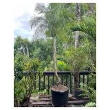 PFG037- Rare Date Palm 