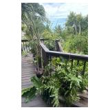 PFG038 - Philadendrin, Monarch Fern, And Other Potted Plants