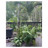 PFG040- Croton And Assorted Ferns 