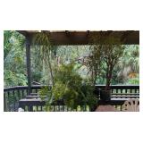 PFG041 - Dracaena, Kiekie, And Other Potted Plants 