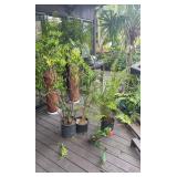 PFG042 Red Anthurium, Croton, Small Palm, And Assorted Palm 