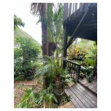 PFG048- Huge Palm Tree 