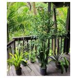 PFG049 - Assorted Potted Plants (6)