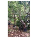 PFG050 Cook Pine And Weeping Fig