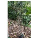 PFG051 - Large Potted Dracaena Plant 