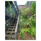 PFG053- Dracaena Angustifolia 