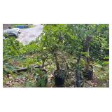 PFG054 - Three Weeping Fig Trees