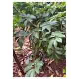 PFG056 Weeping Figs And Song Of India 