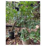 PFG058- Assorted Plants 