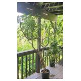 PFG059 - Pair Of Potted Umbrella Plants