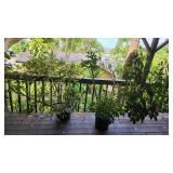 PFG060 - Another Pair Of Potted Umbrella Plants 