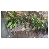 PFG065 Assorted Philodendra 