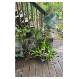 PFG066 - Bromelia, Aloe Vera, And Other Potted Plants