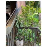 PFG067- Codiaeum Variegatum, Aglaonema, And Baskets 