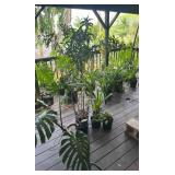 PFG070 Song Of India, Purple Heart, Philodendron, And Assorted Plants 