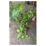 PFG075 Assorted Philodendrons