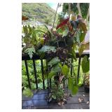 PFG077 - Coeramas, Philadendrins, And Purple Heart 