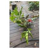 PFG078 - Tea Leaf, Bromelia, And Philadendrins