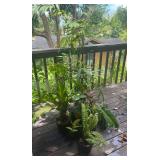 PFG080 Philodendron, Anthurium Pheasants Tail, And Assorted Plants 