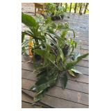 PFG082 - Bromelia, Tea Leaf, And Philadendrins 