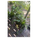 PFG084 Bromeliads, Philodendron, And Assorted Plants 