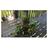 PFG087 - Aloe Vera, Philodendrons, And Other Potted Plants