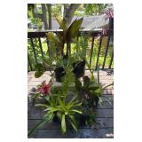 PFG090 - Bromelia, Ferns, And Other Potted Plants