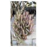 MMF179 Large Hanging Tillandsia Air Plants 