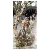 MMF180 Large Group Of Tillansia Plants In Hanging Ceramic Pot 