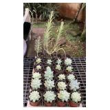 MMF181 Twenty-Four Beautiful Succulent Plants