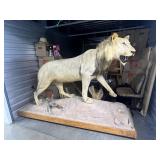 FTH102- Taxidermy Lion