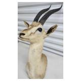 FTH212 - Mounted Cuvier