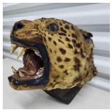 FTH331 - Taxidermied Panthera (?) Head