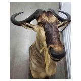 FTH332 - Mounted White Bearded Wilderbeast