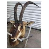 FTH334 - Mounted Antelope Head