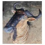 FTH359 - Mounted Wildebeest Head