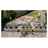 NVN002- Potted Bonsai Plants And Three Concrete Planters With Plants