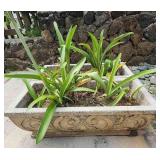 NVN005 - Decorative Concrete Planters (2)