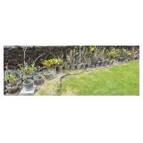 NVN006 - Assorted Orchids And More