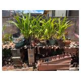 WWW182- Mystery Garden Lot