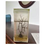 KKF038- Self Sustained Micro Ecosystem Living Zooplankton 