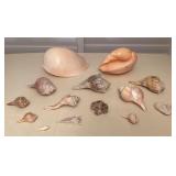 MMF048 Large Crowned Baler Melon Seashells & More!